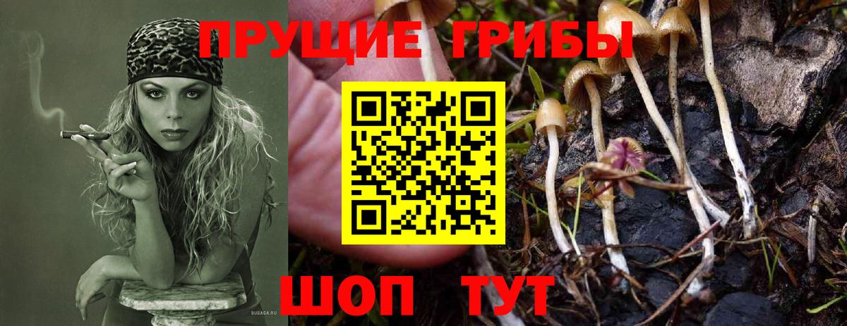 Псилоцибиновые грибы прущие грибы  Галлюциногенные грибы Psilocybine cubensis  Гатчина  Вход с VPN 